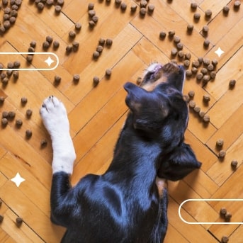 Calcula el aliemnto de tu perro